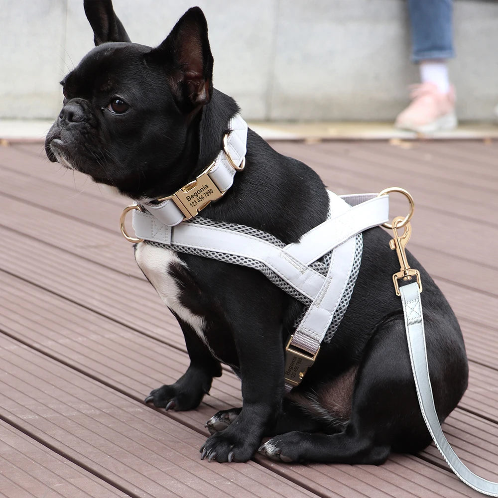 Gray Harness